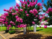 A lightly pruned crape myrtle like this one can grow as high as 60 feet.