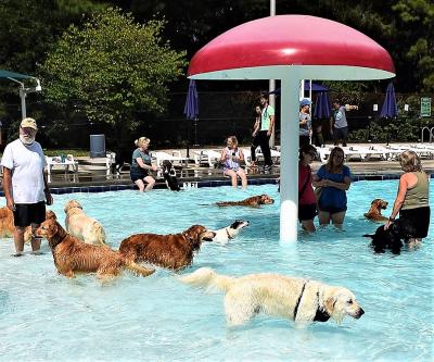 Brookhaven Doggy Dip Day
