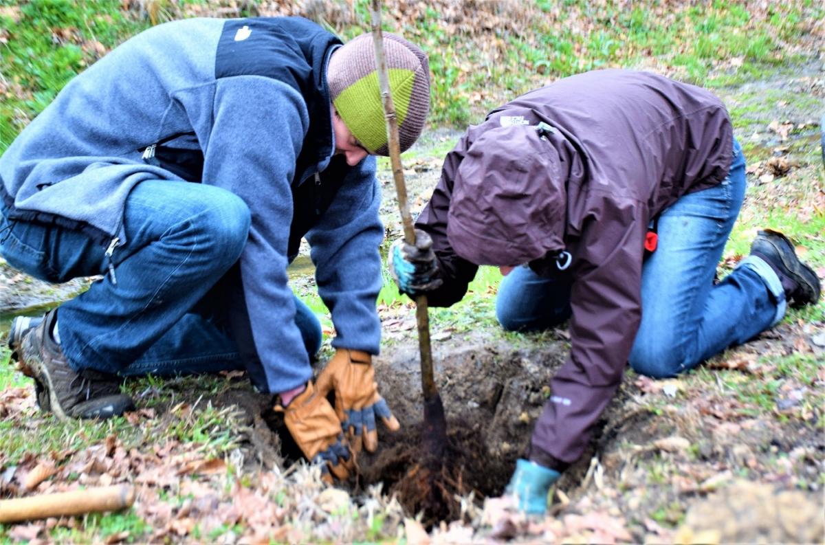 City Council renews sponsorship of Front Yard Tree Program | Brookhaven ...