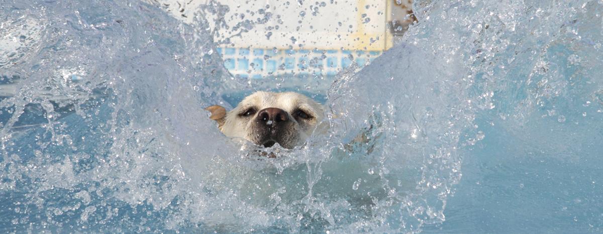 Brookhaven's Doggy Dip Day returns