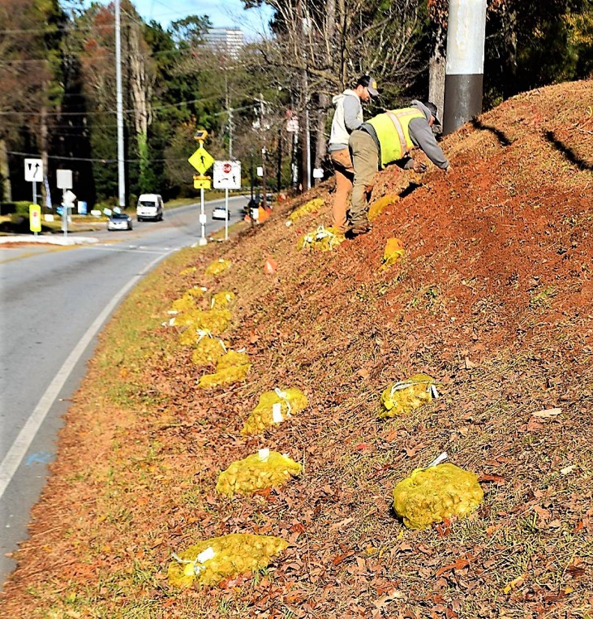 City of Brookhaven contractors begin planting daffodils on the hills alongside Ashford Dunwoody Road